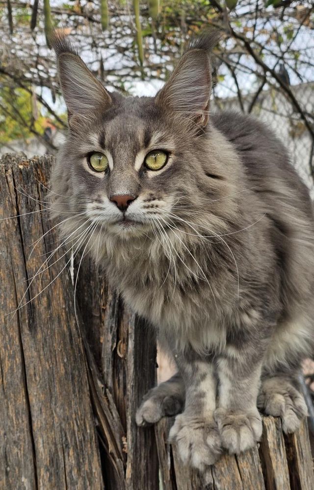 Maine Coon Caruso - testimonio