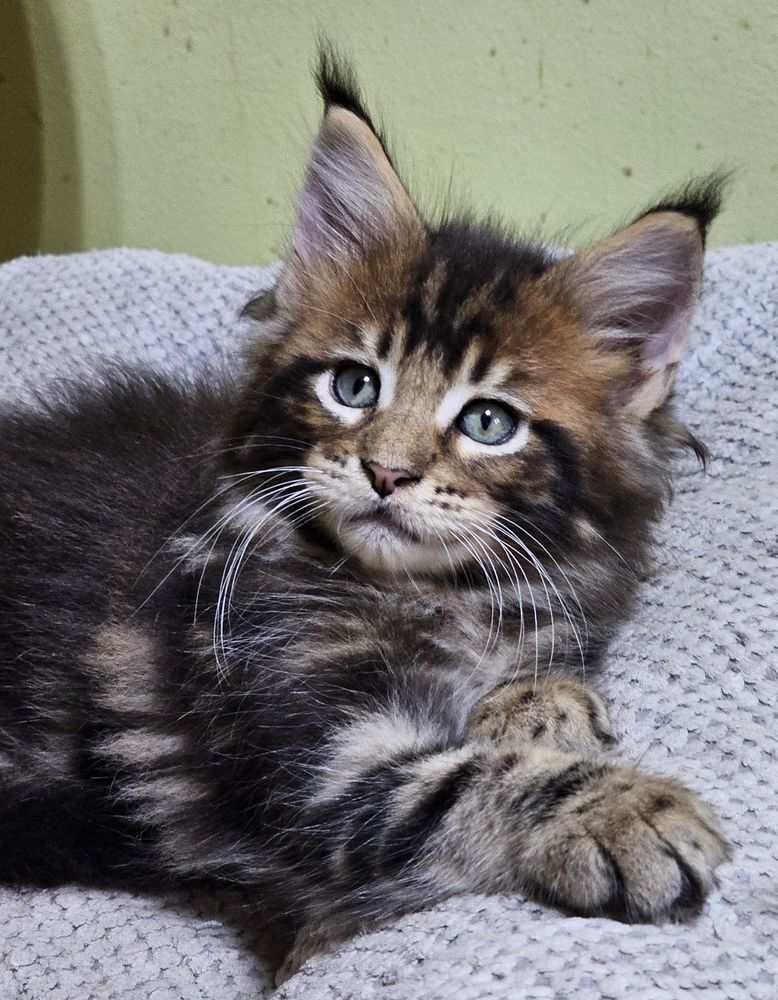 Gatito Maine Coon