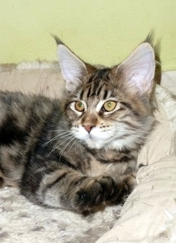 Maine Coon Giovanna - testimonio