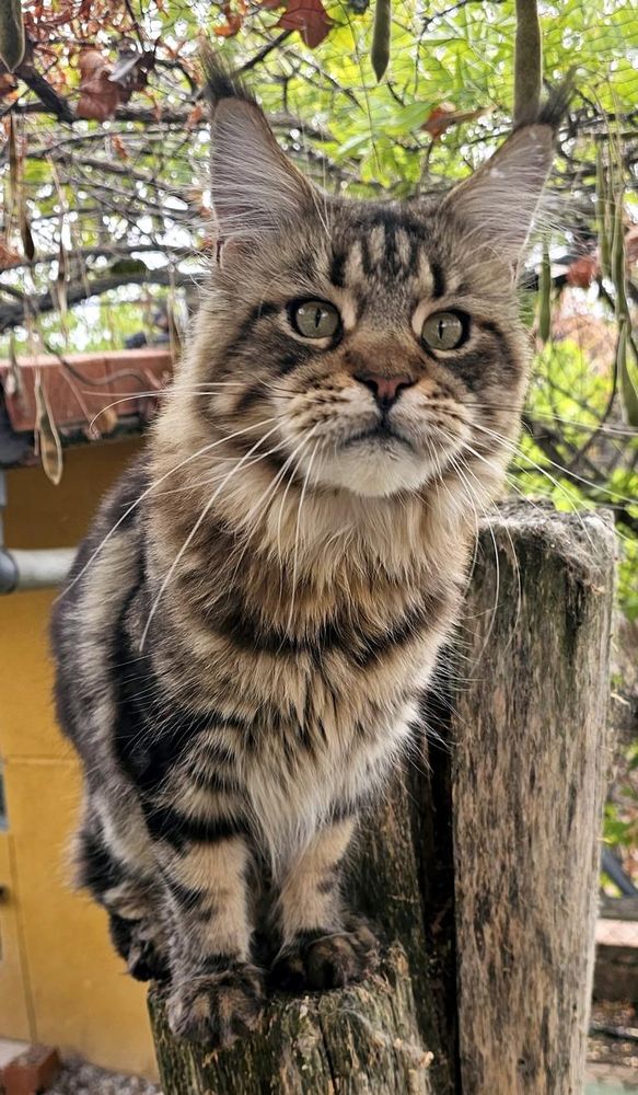 Maine Coon Uranos - Aseo