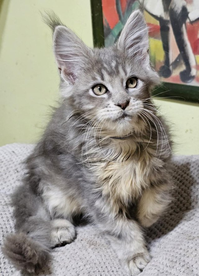 Cachorro Maine Coon