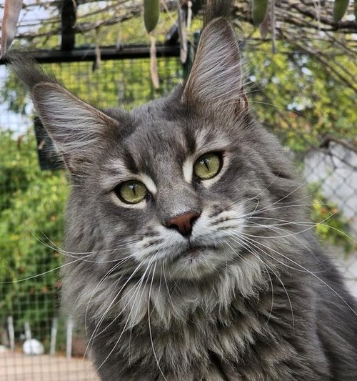 Maine Coon gris plateado en el jardín