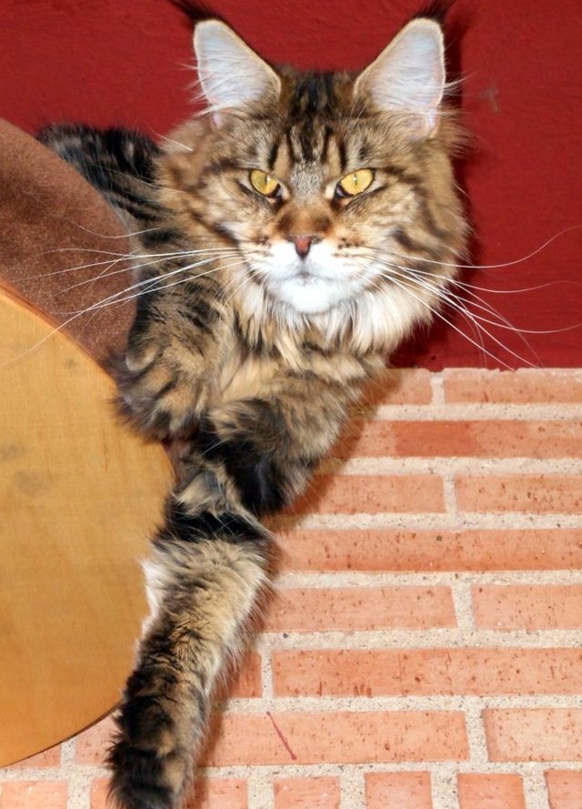 Hembra Maine Coon