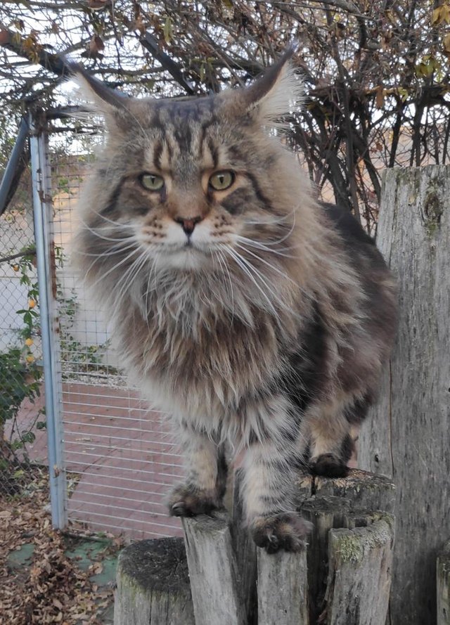 Macho Maine Coon