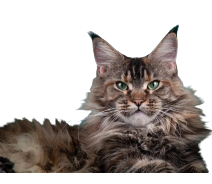 Maine Coon tumbado (izquierda)